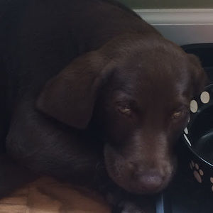 Meet your Posher, Henry